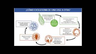 Infecciones por Protozoos Intestinales [upl. by Eissac]