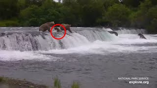 Bears Falling Off Brooks Falls  Best of Bear Cam [upl. by Hartmann]