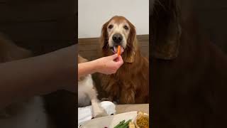 Street Food Feast A Puppy’s Heartwarming Meal 🐾❤️ [upl. by Rehotsirk]