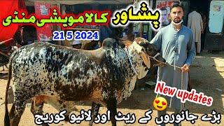 Peshawar Kala Maweshi Mandi New Updates 21 5 2024  Cow Mandi 2024  Munsif Khan Vlog [upl. by Boycie200]