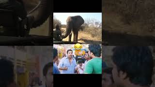 Elephant love tamilmusic charging comedy kerala guruvayoor [upl. by Ecienal820]