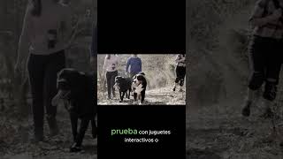 quotMotivación para Salir a Pasear con tu Mascotaquot [upl. by Fillender]