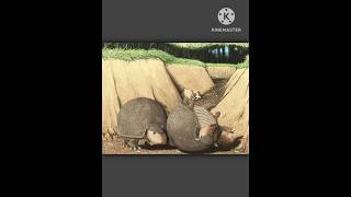 Glyptodon glyptodon armadillo animals mammal animalia herbivores shorts extinction extinct [upl. by Tanner]