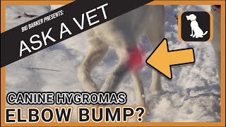 Ask a Vet  Canine Hygromas [upl. by Rumit]