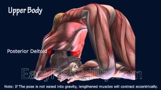 Kapotasana King Pigeon Yoga Pose Muscle Anatomy EasyFlexibility [upl. by Aisatsana]