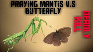 Praying Mantis vs Butterfly  Live Feeding my deadly Pet Mantis [upl. by Tankoos]