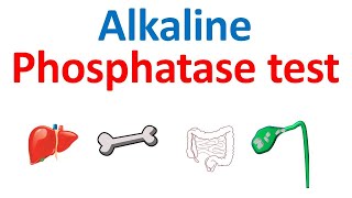 Alkaline phosphatase ALP test and its significance [upl. by Deming804]