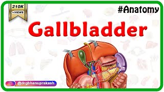 Gross Anatomy of Gallbladder Composition Structure Blood supply and Nerve supply [upl. by Duntson]