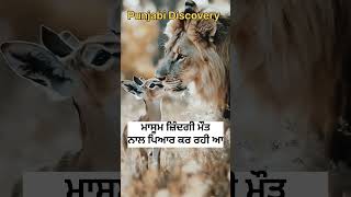 ਜ਼ਿੰਦਗੀ ਮੌਤ ਦਾ ਪਿਆਰ wildlifeawareness animals wildanimals bird wildliferehabilitation [upl. by Marx]