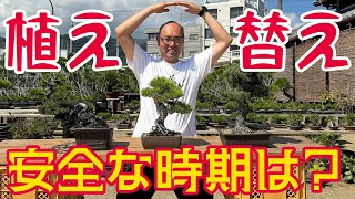 春だけじゃない！秋から春にかけて安全に植替えできる時期を解説【盆栽の管理】 [upl. by Lonni]