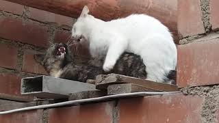 GATOS APAREANDOSE A GRITOS ԅ≖‿≖ԅ TERMINA EN BRONCA 7w79 [upl. by Eetnahc]