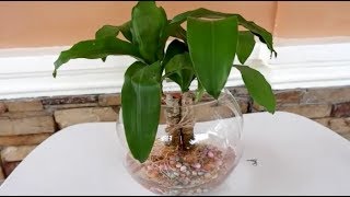 How to Grow Dracaena Fragrans in Water Indoors for Home Decoration [upl. by Neeham]