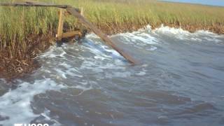 Rapid saltmarsh erosion in Grand Bay Mississippi [upl. by Nochur]