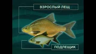 Как и почему зимой поведение крупного Леща — Abramis brama отличается от поведения Подлещика [upl. by Lindholm]