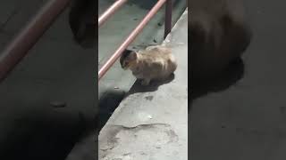 2FilmGATTIGATTINI SALVATICHIUNQUE AL MONDO UNITI PER SALVARE TUTTI I RANDAGI CANI E GATTI 🐕🐶🐱🐈 [upl. by Yasmeen415]