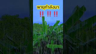 พายุมาแล้ว เตรียมพร้อม‼️ พยากรณ์อากาศ พยากรณ์อากาศวันนี้ พายุก่อตัว พายุ พายุลมแรง [upl. by Veronica]