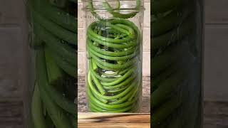 Pickled Garlic Scapes  Refrigerator Pickles shorts [upl. by Atiluj476]