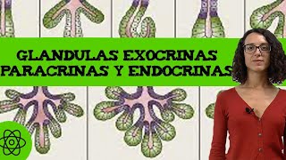 Diferencia entre glandulas exocrinas paracrinas y endocrinas 🧪 [upl. by Floss]