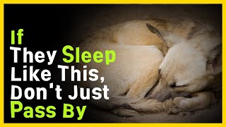 Understanding Your Dogs Sleep Postures [upl. by Nehte]