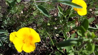 Eschscholzia californica var maritima  California Poppy Coastal Form care [upl. by Giustina945]