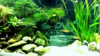 Tanganyika Paradise Aquascape [upl. by Hgieliak]