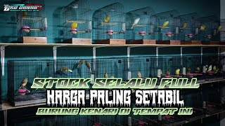 STOCK SELALU FULL‼️DENGAN HARGA PALING STABIL KENARI DI TEMPAT INI [upl. by Waller362]