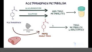 Acetaminophen Paracetamol Pharmacology [upl. by Jared]