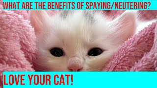 Benefits of SpayingNeutering Your Cat A Comprehensive Guide [upl. by Nohs]