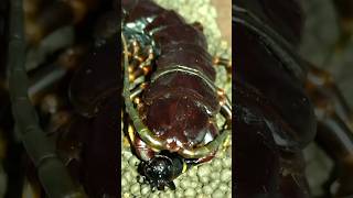 Venezuelan giant centipede Scolopendra gigantea black morph hunts black cricket [upl. by Bekki]