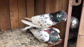 Desi aur kalsira kabootar ki ladai pigeon fighting youtube vairalvideo [upl. by Attenoj533]