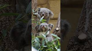 koalalog 後ろを気にしないもなか🐨 koala animals cute fluffy monaka wattle コアラ 東山動植物園 無尾熊 코알라 오모치 [upl. by Maher659]