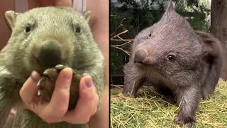 Wombat is the cutest animal in the world that you need to know 30 [upl. by Dudley]