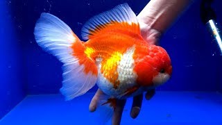 Ciri  Ciri atau Pertanda ikan MAS KOKI bisa BESAR  The sign of GOLDFISH fish can to be MONSTER [upl. by Anilac]