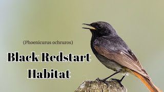 Black Redstart Habitat  Black Redstart Bird Video  black redstart deutsch Hausrotschwanz [upl. by Arvin]