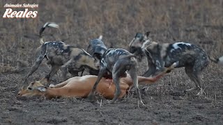 Perros Salvajes Atacan Impala y Se Comen Vivos  Animales Salvajes Reales [upl. by Froh]