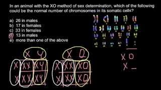 Genetics XY system vs XO and haplodiploidy explaned [upl. by Iris]