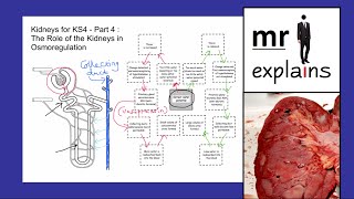 mr i explains Kidneys for KS4  Part 4 The Role of Kidneys in Osmoregulation [upl. by Eadwina332]