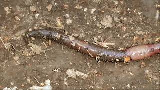 Lumbricus Terrestris 50 cm Grandaddy Earthworm  Rain Worm [upl. by Earla]