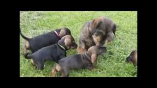 Wirehaired dachshund Tommy meets his 6weeksold puppies [upl. by Nairehs]