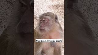 Exploring Koh Larn ep 4 Nual beach also known as Monkey beach [upl. by Eyaj512]