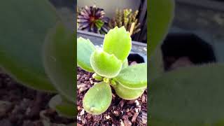 Cotyledon Tomentosa Bear Paws plants succulent garden succulant succulentsplanterspot [upl. by Towill]