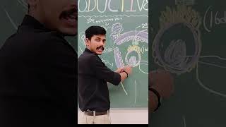 Process of Zygote Formation zygote reproduction embryology biology students mbbs ytshorts [upl. by Prue]