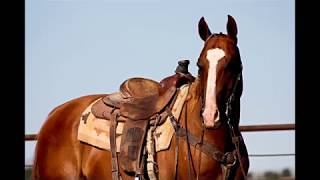 Peppys Dualin Guns  2009 AQHA gelding [upl. by Giffer]