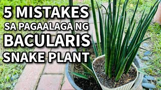 5 MISTAKES SA PAGAALAGA NG BACULARIS SNAKE PLANT  Plant Care for Beginners [upl. by Dietsche]