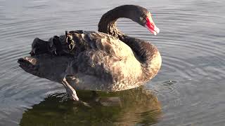 Black Swan preening [upl. by Dweck]