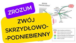 Zwój skrzydłowopodniebienny wyjaśniony szybko i przystępnie [upl. by Delphina]