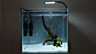 Planted aquarium setup  Neon tetra guppy and corydoras aquarium aquascape  55 litres [upl. by Ardolino422]