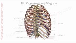 Detailed Rib Cage Anatomy with Parts Names amp Diagram  HumanBodyPartsAnatomycom [upl. by Pouncey]