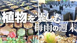 植物イベントの打ち上げとベランダの植物紹介！外管理の遮光を考えたりした週末【塊根植物、多肉植物、アガベ】 [upl. by Maura]