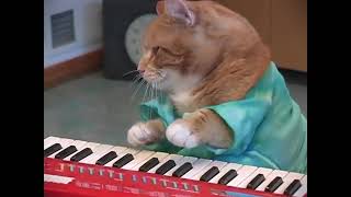 Keyboard Cat Last Video Until Keyboard cat Died [upl. by Panchito]